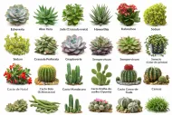Diversas suculentas e cactos variados.