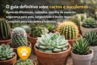 Cactos e suculentas em vasos