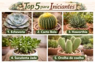 Cinco plantas para iniciantes em jardinagem.
